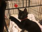 Adopt Mae Mae's Althea KITTEN a All Black Domestic Shorthair / Mixed (short