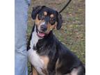 Adopt Chase Dixon a Labrador Retriever / German Pinscher / Mixed dog in