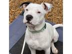 Adopt Lamborghini a White - with Tan, Yellow or Fawn Pit Bull Terrier / Mixed