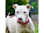 Adopt MoMA a White - with Tan, Yellow or Fawn Pit Bull Terrier / Mixed dog in