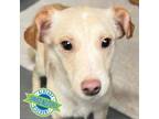 Adopt Infiniti a Tan/Yellow/Fawn Mixed Breed (Small) / Mixed dog in Las Cruces