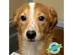 Adopt GMC a Tan/Yellow/Fawn Mixed Breed (Small) / Mixed dog in Las Cruces
