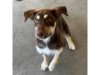 Adopt Matrix a Mixed Breed (Medium) / Mixed dog in Rancho Santa Fe