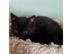 Adopt Astaire a All Black Domestic Shorthair / Mixed cat in Rochester