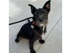 Adopt Domingo a Mixed Breed (Medium) / Mixed dog in Rancho Santa Fe