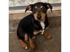 Adopt Gibby a Mixed Breed (Medium) / Mixed dog in Rancho Santa Fe, CA (38638313)