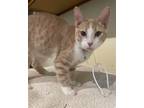 Adopt Abraham a Orange or Red (Mostly) Domestic Shorthair / Mixed (short coat)