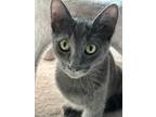 Adopt Luna a Gray or Blue Russian Blue (short coat) cat in Mission Viejo