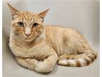 Adopt Claude a Orange or Red Domestic Shorthair / Mixed (short coat) cat in