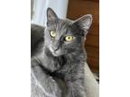 Adopt Star a Gray or Blue Russian Blue (short coat) cat in Mission Viejo