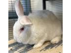 Adopt Hopper a Californian / Mixed rabbit in Napa, CA (38750891)