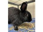 Adopt Blossom a Other/Unknown / Mixed rabbit in Napa, CA (38850803)