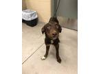 Adopt Easton 27717 a Brown/Chocolate Shepherd (Unknown Type) dog in Joplin