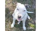 Adopt Carter a White - with Tan, Yellow or Fawn Mixed Breed (Medium) / Mixed dog