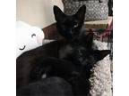Adopt Randall Boggs a All Black Domestic Shorthair / Mixed cat in Blasdell