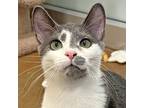Adopt Quinoa a Domestic Shorthair / Mixed (short coat) cat in Walnut Creek
