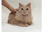 Adopt Simba RM a Orange or Red Domestic Longhair / Mixed (long coat) cat in