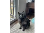 Adopt Binx RM a All Black Domestic Longhair / Mixed (long coat) cat in Rockaway