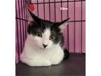 Adopt Evie (Eden adopted) a Black & White or Tuxedo Domestic Shorthair (short