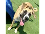 Adopt Penny a Tan/Yellow/Fawn - with White Mixed Breed (Medium) dog in Union