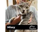Adopt Missy a Gray, Blue or Silver Tabby Tabby (short coat) cat in Dallas