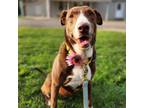 Adopt Salli May a Brown/Chocolate Mixed Breed (Medium) / Mixed dog in East