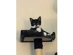 Adopt Mustachio Miller a Black & White or Tuxedo Domestic Shorthair (short coat)