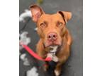 Adopt Cali-Girl a Pit Bull Terrier