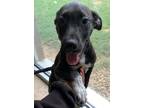 Adopt Dumbo a Pit Bull Terrier / Mixed dog in Birmingham, AL (38891147)