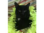 Adopt Jelly Roll a Black & White or Tuxedo Domestic Shorthair / Mixed (short