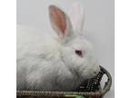 Adopt Skye a White American / Mixed rabbit in Largo, FL (38847475)