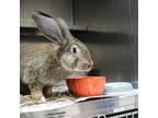 Adopt Tootsy a Chocolate American / American Fuzzy Lop / Mixed rabbit in Largo