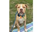 Adopt Gonzo IV 4 a Tan/Yellow/Fawn American Pit Bull Terrier / Mixed dog in