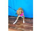 Adopt Steffi a Brown/Chocolate Labrador Retriever dog in Weatherford