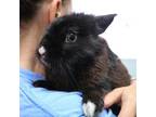 Adopt Carlos a Black Lionhead / Mixed rabbit in Largo, FL (38847476)