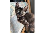 Adopt FANNY a Tortoiseshell Domestic Shorthair / Mixed (short coat) cat in