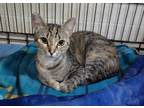 Adopt Cinnamon a Brown or Chocolate Domestic Shorthair / Domestic Shorthair /