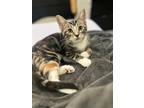 Adopt Stormy B a Brown Tabby Domestic Shorthair / Mixed (short coat) cat in Los