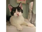 Adopt Fabio a Black & White or Tuxedo Domestic Shorthair / Mixed cat in Salem