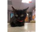 Adopt Jinx a Domestic Longhair / Mixed (short coat) cat in Batesville