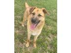 Adopt Louie a German Shepherd Dog / Golden Retriever / Mixed dog in Batesville