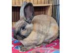 Adopt Lambie a Cinnamon Mini Rex (short coat) rabbit in Williston, FL (38619019)