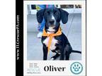 Adopt Oliver (Lucy's Carbon Copies) 071523 a Black - with White Boxer / Pit Bull