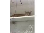 Adopt Augusta a Orange or Red Domestic Shorthair / Domestic Shorthair / Mixed