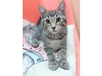 Adopt Lumin a Brown Tabby Domestic Shorthair (short coat) cat in Mullica Hill