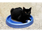 Adopt Zeke McGuire a All Black Domestic Mediumhair / Domestic Shorthair / Mixed