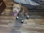 Adopt Prince Brodie a Tan/Yellow/Fawn American Staffordshire Terrier / Mixed dog
