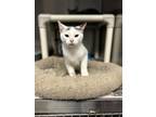 Adopt Comet a White Domestic Shorthair / Domestic Shorthair / Mixed cat in New
