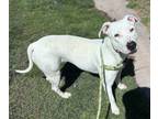 Adopt MARBLES a Pit Bull Terrier, Mixed Breed