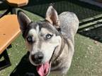 Adopt ROMA a Siberian Husky, Mixed Breed